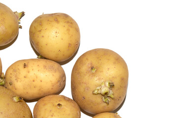 Sprouting New Potato Vegetable on White Background