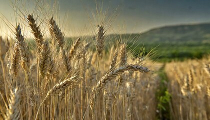 Naklejka premium field of wheat