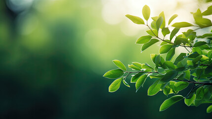 blurry soft bokeh green nature background with plants and leaves illuminated by sunlight in forest
