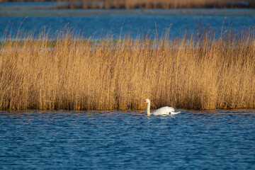 Ein Höckerschwan am Schilfgürtel