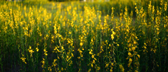 Yellow flowers of Crotalaria juncea or sunn hemp blooming in fields for soil improvement at sunset.