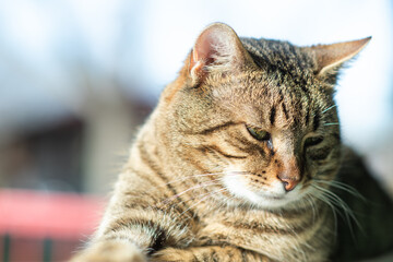 Cat portrait with grey background and green eyes