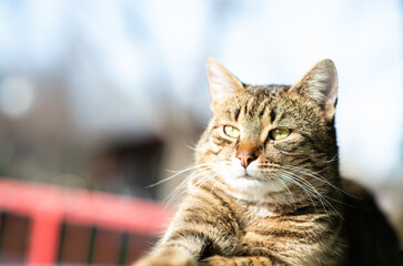 Cat portrait with grey background and green eyes