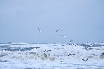 Seagulls flying over big waves on northern sea. High quality photo - 731625750