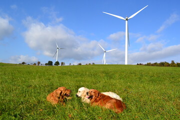 a pack of golden retrievers