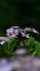 紫陽花