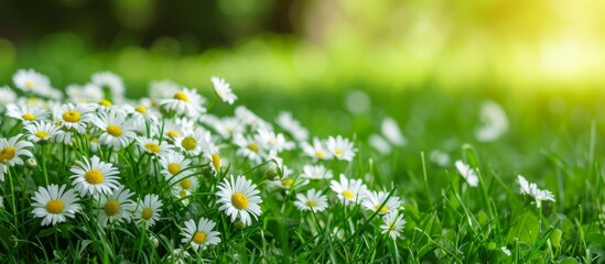 A sunny day illuminates a natural landscape of herbaceous plants, with daisies growing amidst the grass, adding a touch of vibrant flowers to the groundcover.