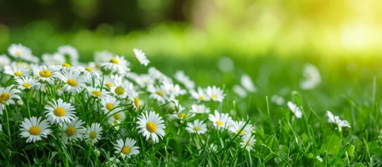  A sunny day illuminates a natural landscape of herbaceous plants, with daisies growing amidst the grass, adding a touch of vibrant flowers to the groundcover. © AkuAku