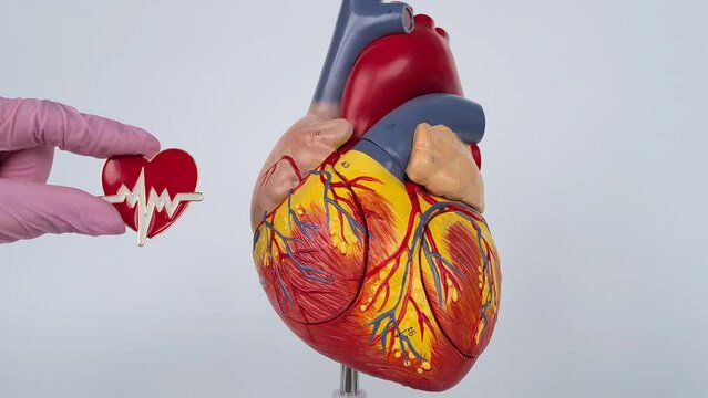 The model is made of plastic and is painted to show the different structures of the heart, including the chambers, valves, and blood vessels
