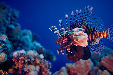 The beauty of the underwater world - The red lionfish (Pterois volitans) is a venomous coral reef...
