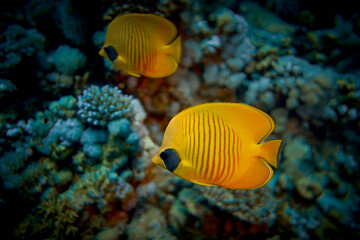 The beauty of the underwater world - The yellow tang (Zebrasoma flavescens), also known as the...