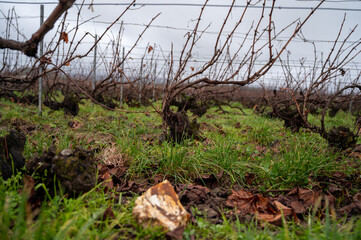 Winter time on Champagne grand cru vineyards near Verzenay village, rows of old grape vines without leaves, green grass, wine making in France