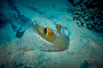 The beauty of the underwater world - The bluespotted ribbontail ray (Taeniura lymma) is a species...