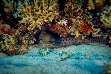 The beauty of the underwater world - beautiful smile of a Moray eel, or Muraenidae - scuba diving in the Red Sea, Egypt