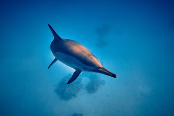 The beauty of the underwater world - beautiful fast and very intelligent - The dolphin is an aquatic mammal within the infraorder Cetacea - scuba diving in the Red Sea, Egypt