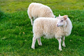 Sheep on a green meadow in springtime. Sheep on a green meadow