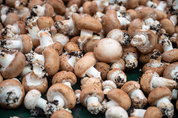 High quality French cave brown champignon mushrooms ready to eat