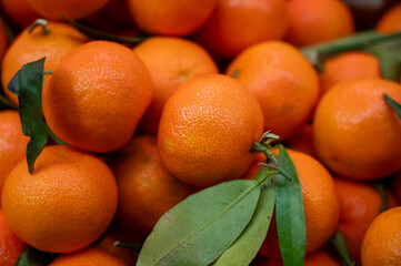 Fresh ripe organic Spanish mandarins citrus fruits on market close up