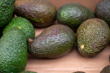Many fresh ripe green organic avocados in box on farmers market in Spain