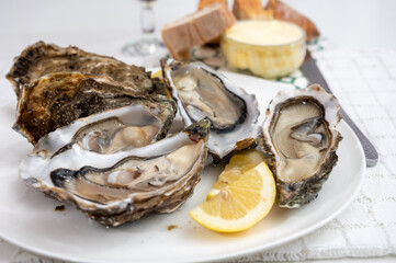 Fresh big french, dutch, pacific or japanese oysters molluscs, size number 1, served with fresh lemon, raw sea food