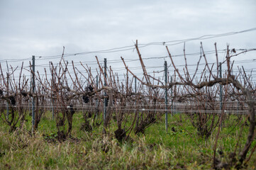 Obraz premium Winter time on Champagne grand cru vineyard near Verzenay and Mailly, rows of old grape vines without leave, wine making in France