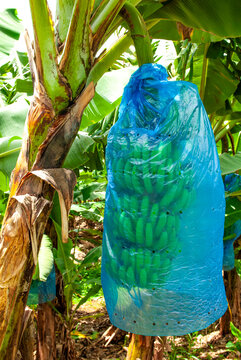 culture de la banane &agrave; la Martinique