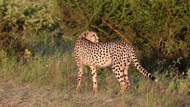 Cheetah on the move during the golden hour