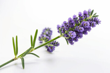 Fototapeta premium A close-up of lavender flowers against a white background . ai generative