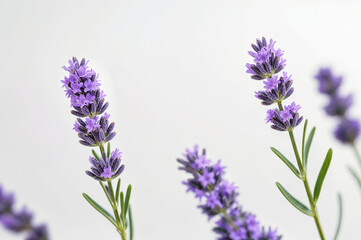Fototapeta premium A close-up of lavender flowers against a white background . ai generative