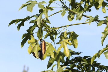 seed pods and leaves of Leaves of Brachychiton acerifolius
