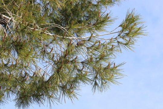 Branch of Pinus halepensis,  aslo known as the Aleppo pine, or Jerusalem pine native to the Mediterranean region