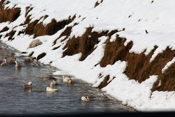 the tranquility of winter as a charming group of ducks gracefully navigate the icy currents of the...