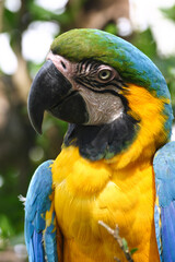 ara gialloblù (Ara ararauna)