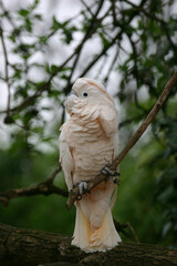 cacatua 