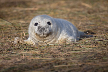 Portrait of an adorable grey seal pup on the coastal shores of Donna Nook.