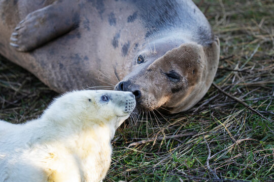 A female grey seal affectionately caring for her newly born pup. 