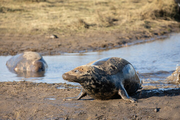 A Female grey seal searching for her newborn pup on the coast of Donna Nook.