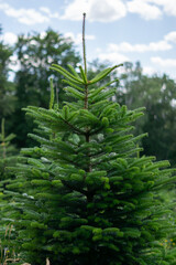 Fototapeta premium Christmas Tree