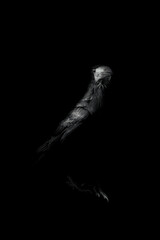 Obraz premium Crow. Black white artistic wildlife photography. 
