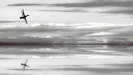 Flying duck. Black white wildlife photography.  