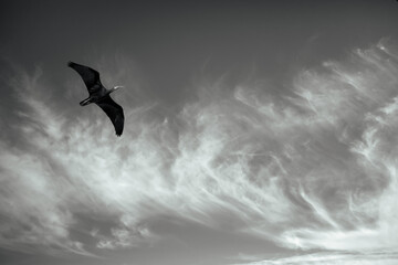 Flying bird. Black white wildlife photography. Northern Bald Ibis. endangered species.