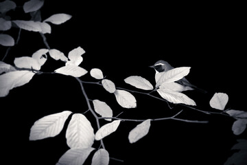 Cute bird robin. Black white wildlife photography. White throated Robin. 