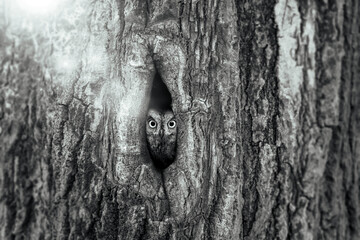 Owl. Black white artistic wildlife photography. Scops owl.  