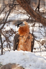 bearded vulture (Gypaetos barbatus)