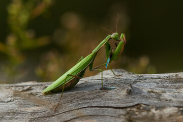 Europäische Gottesanbeterin (Mantis religiosa) mit erbeuteter Blauflügeliger Ödlandschrecke	
