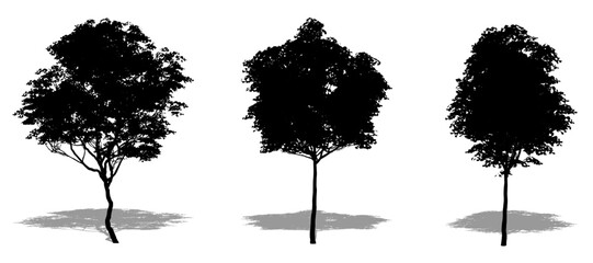 Set or collection of London Plane trees as a black silhouette on white background. Concept or conceptual vector for nature, planet, ecology and conservation, strength, endurance and  beauty