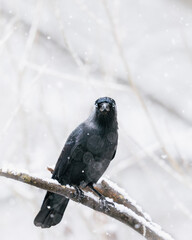 Jackdaw (Coloeus monedula) perched on tree branch with snowflakes snowing. UK