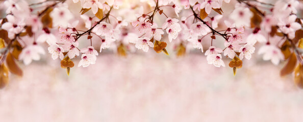 Spring floral background in nature. Cherry or sakura branch blossoming during flowering. Flowers and buds of cherry trees on a tree in spring.	