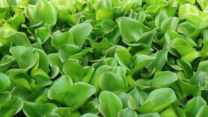 Water hyacinth or Pontederia crassipes or Eichornia crassipes is a type of floating aquatic plant. Green leaves background