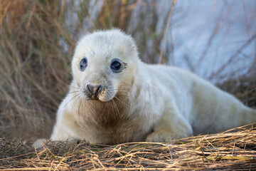 A cute grey seal pup relaxing on the Donna Nook coast.